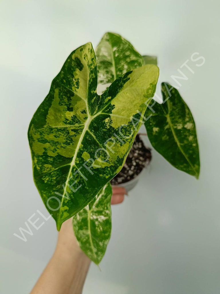 Alocasia micholitziana frydek variegata