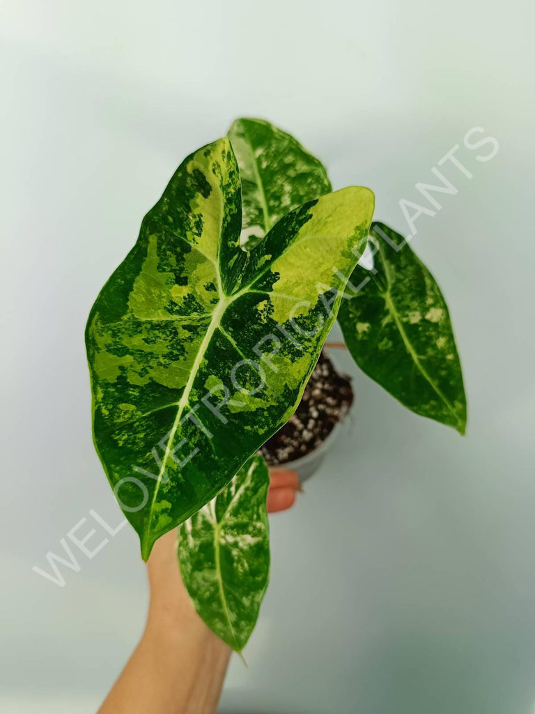 Alocasia micholitziana frydek variegata