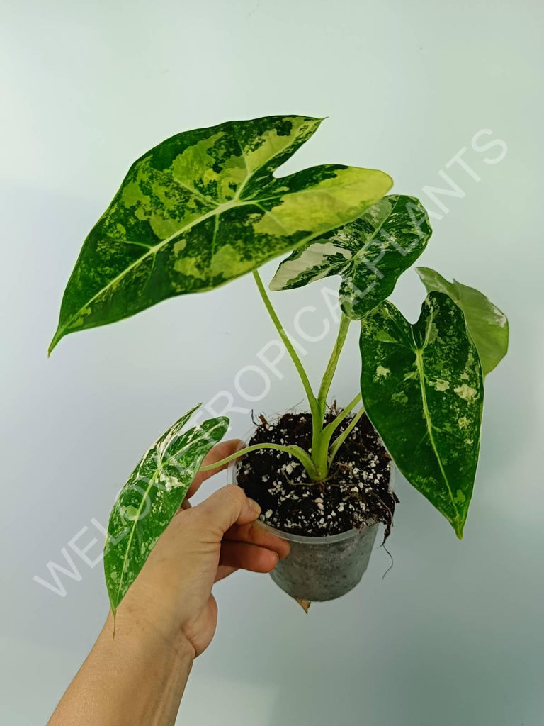 Alocasia micholitziana frydek variegata