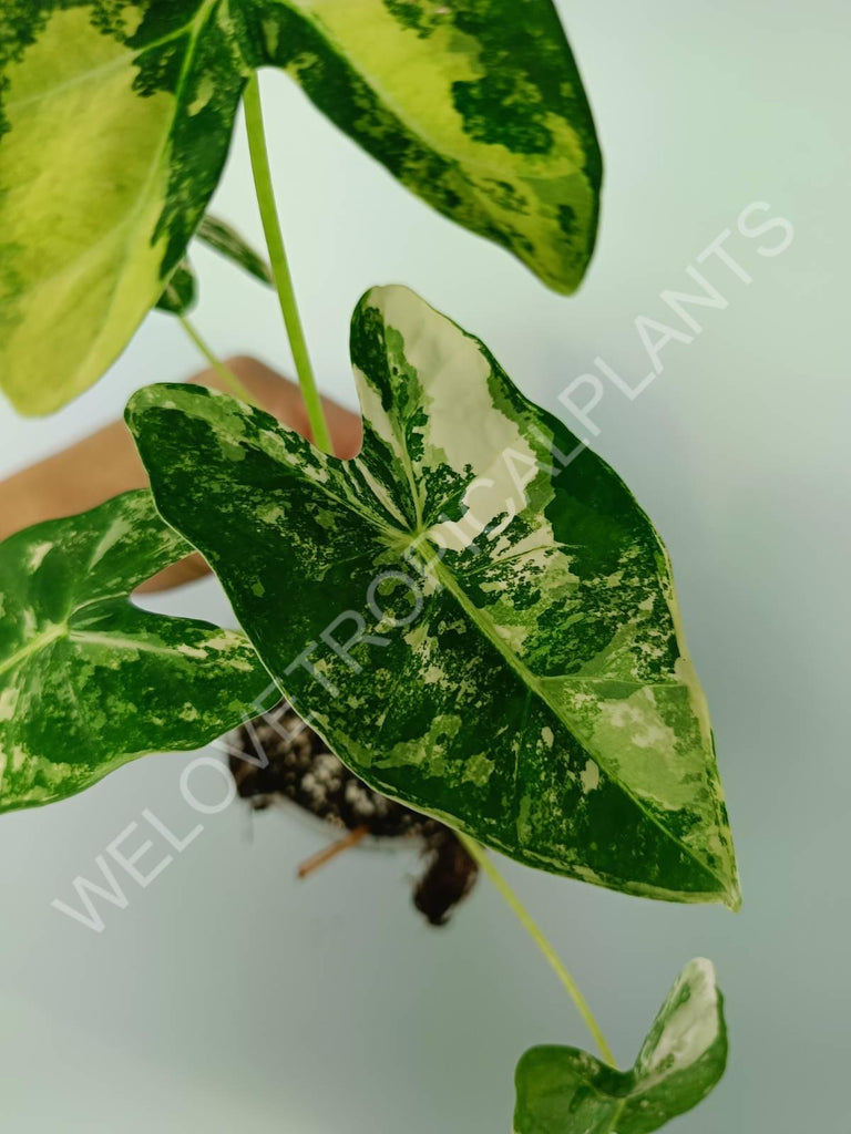 Alocasia micholitziana frydek variegata