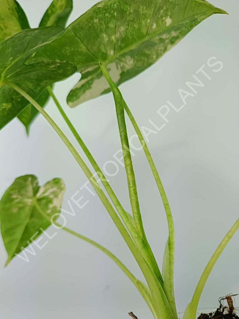 Alocasia micholitziana frydek variegata