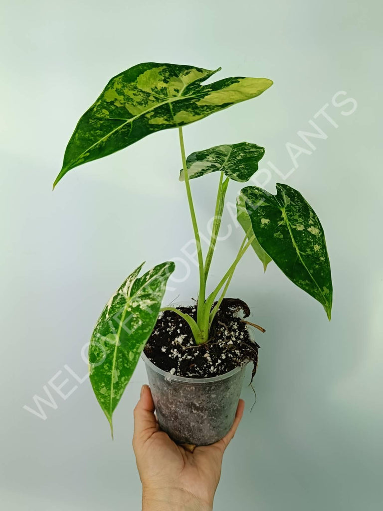 Alocasia micholitziana frydek variegata