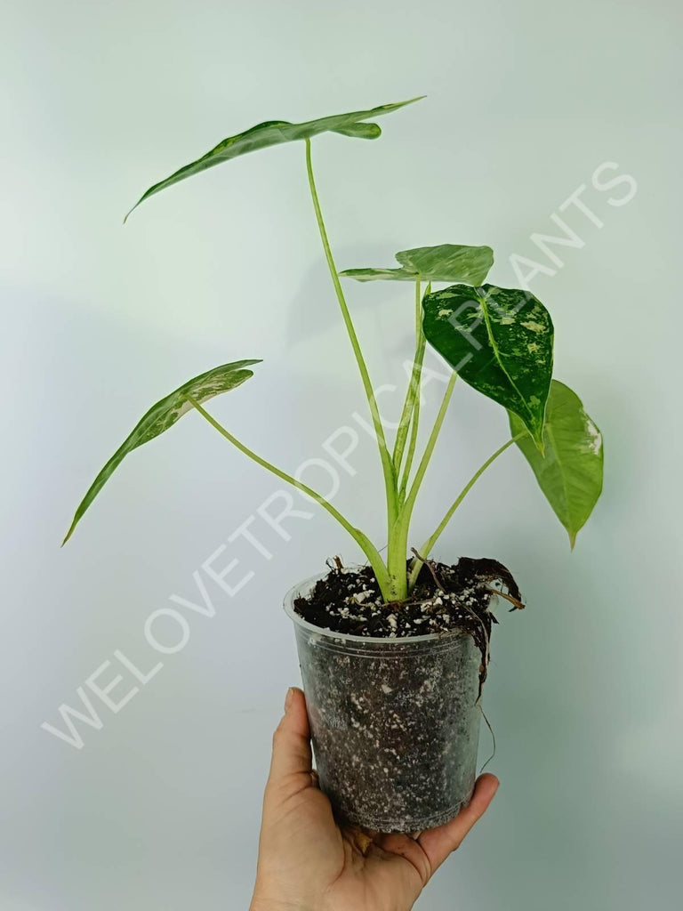 Alocasia micholitziana frydek variegata