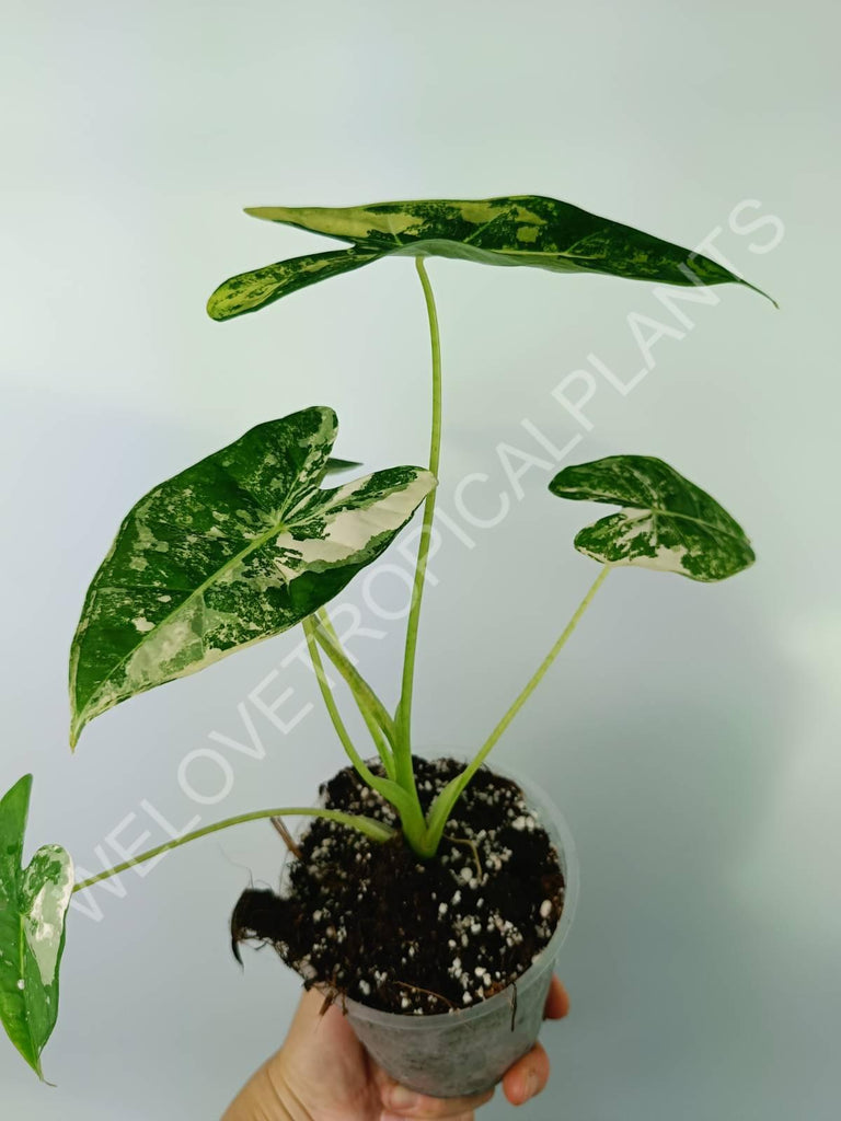 Alocasia micholitziana frydek variegata