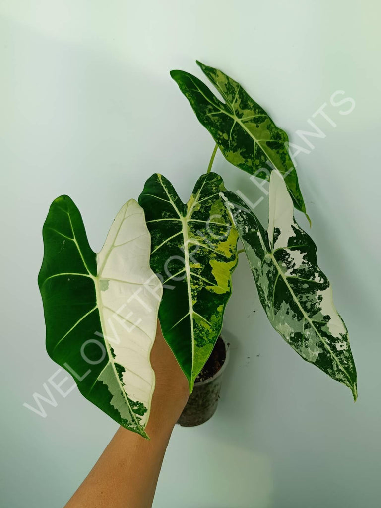 Alocasia micholitziana frydek variegata