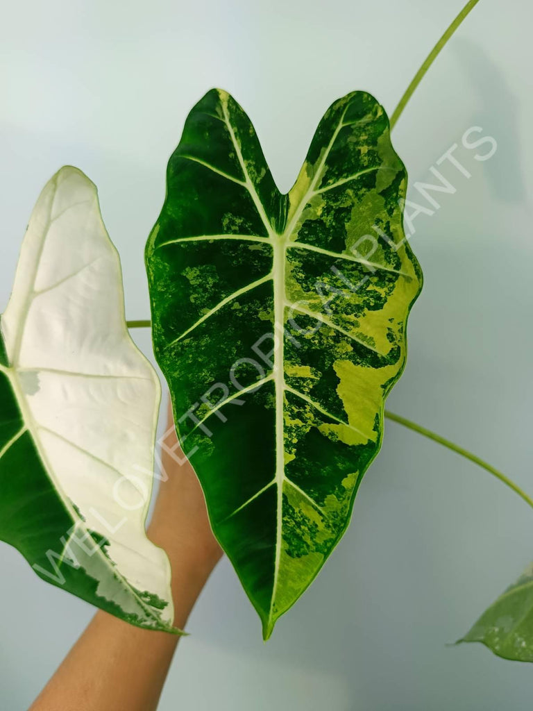 Alocasia micholitziana frydek variegata