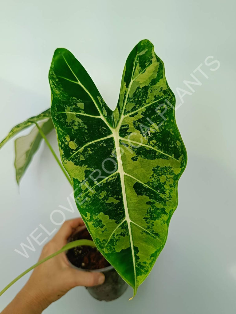 Alocasia micholitziana frydek variegata