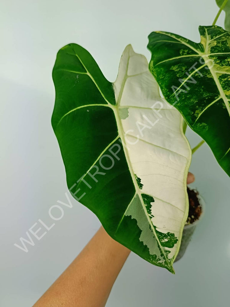 Alocasia micholitziana frydek variegata