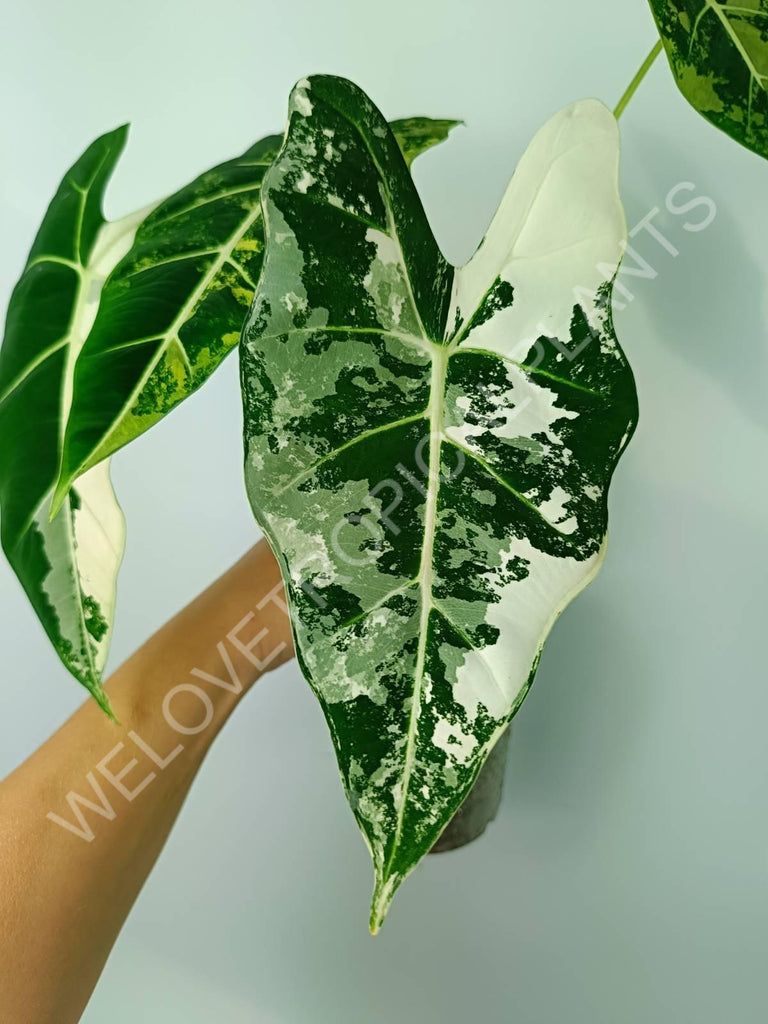 Alocasia micholitziana frydek variegata