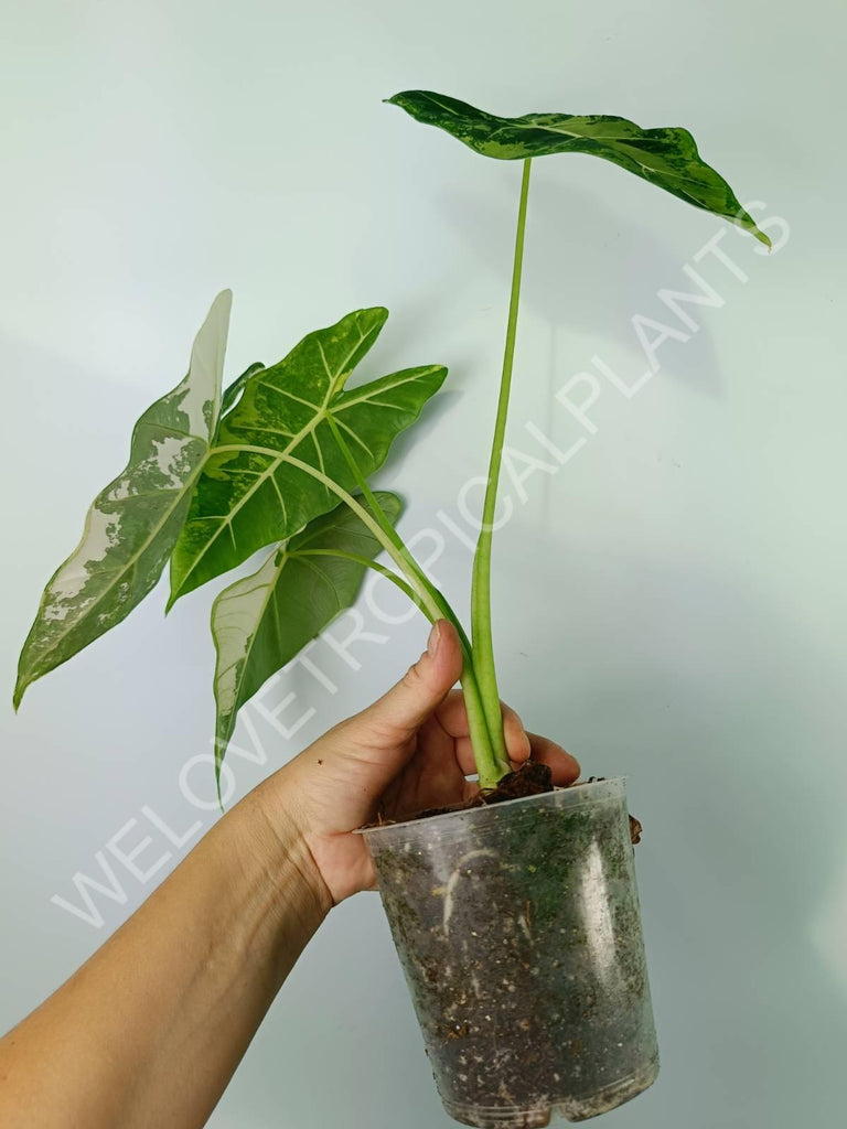 Alocasia micholitziana frydek variegata