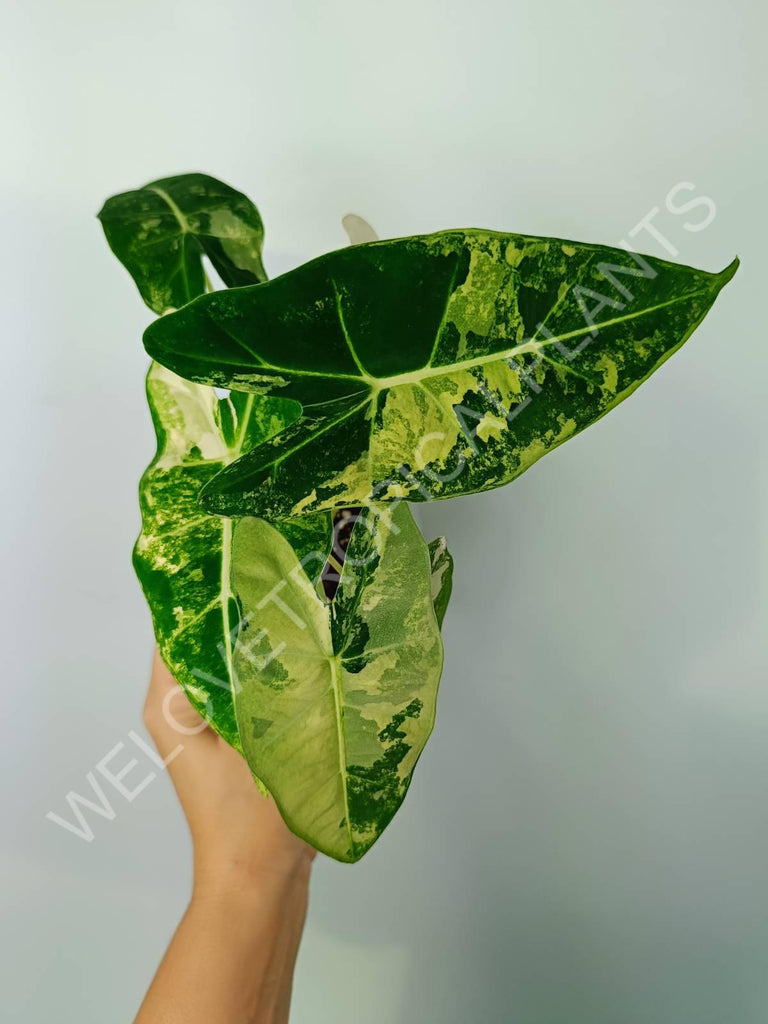 Alocasia micholitziana frydek variegata