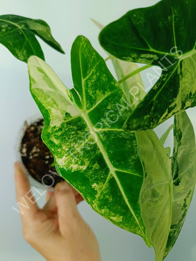 Alocasia micholitziana frydek variegata