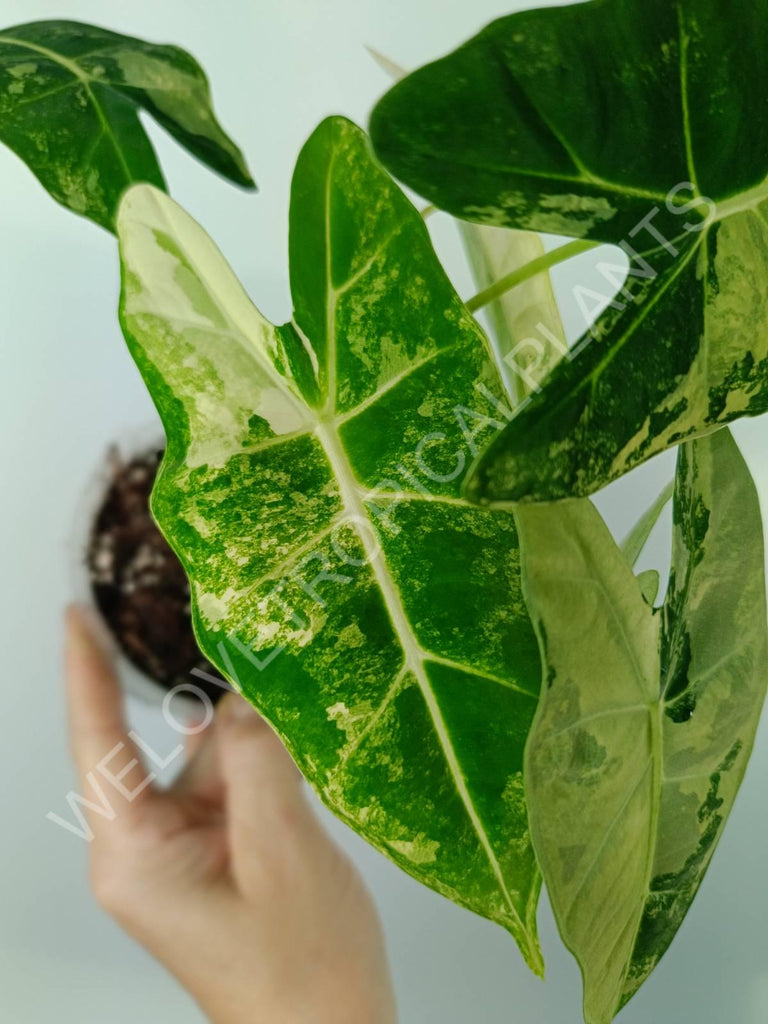 Alocasia micholitziana frydek variegata