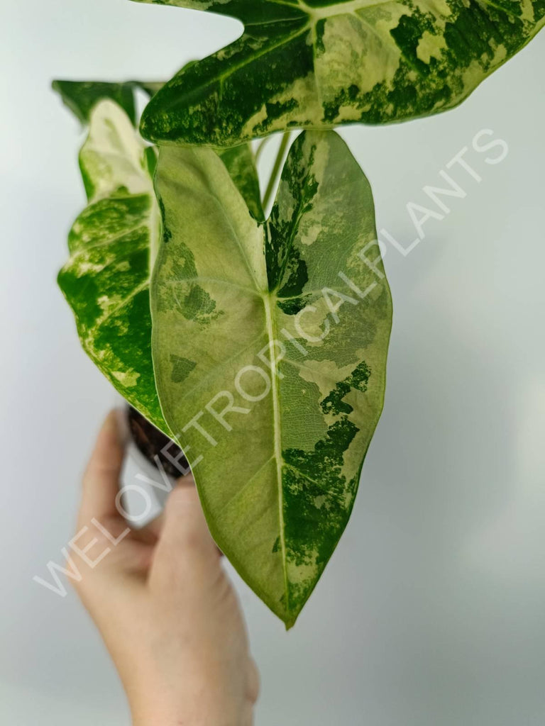 Alocasia micholitziana frydek variegata