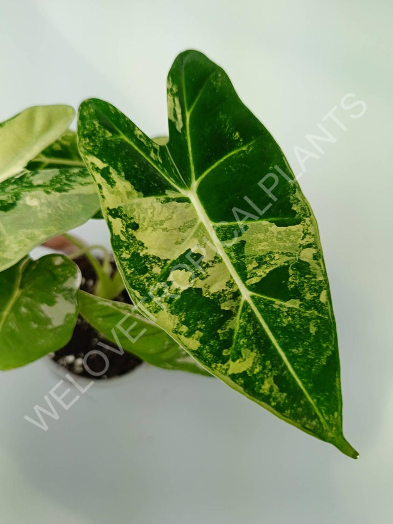 Alocasia micholitziana frydek variegata