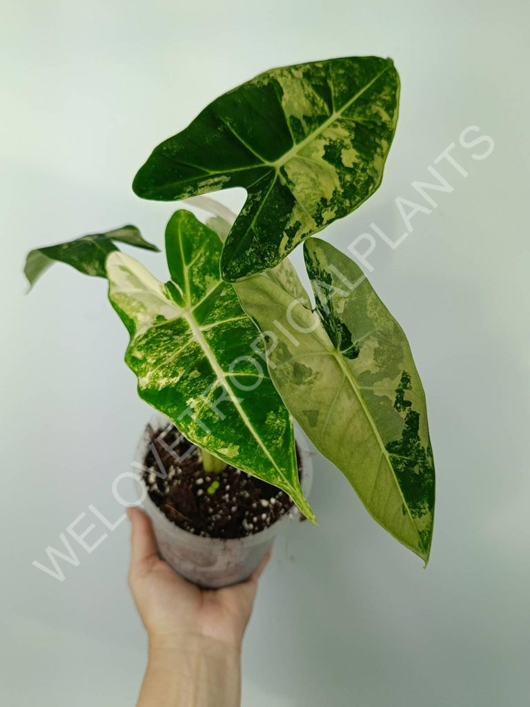 Alocasia micholitziana frydek variegata