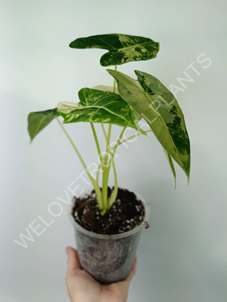 Alocasia micholitziana frydek variegata