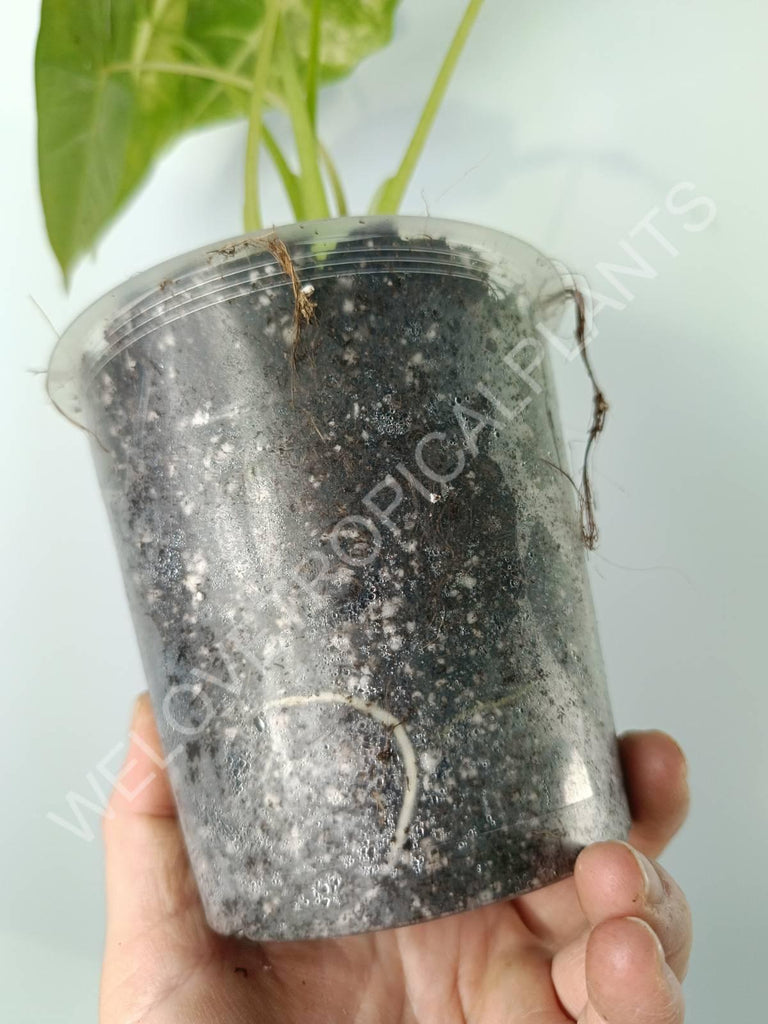 Alocasia micholitziana frydek variegata