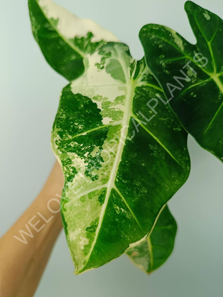 Alocasia micholitziana frydek variegata