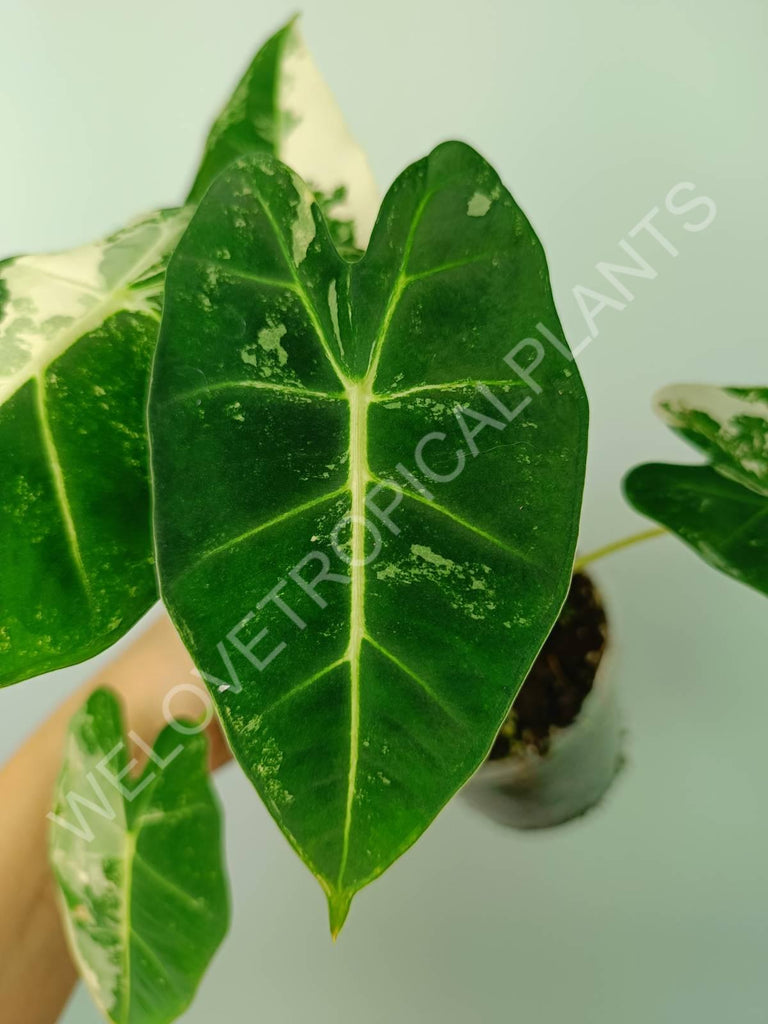 Alocasia micholitziana frydek variegata