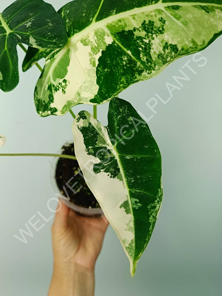 Alocasia micholitziana frydek variegata