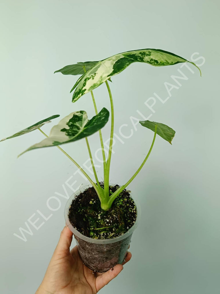 Alocasia micholitziana frydek variegata