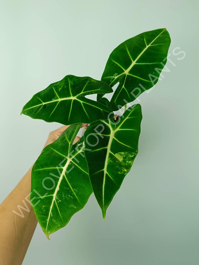 Alocasia micholitziana frydek variegata