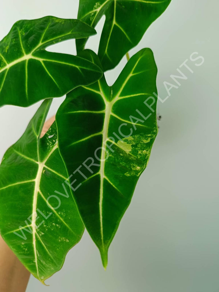 Alocasia micholitziana frydek variegata