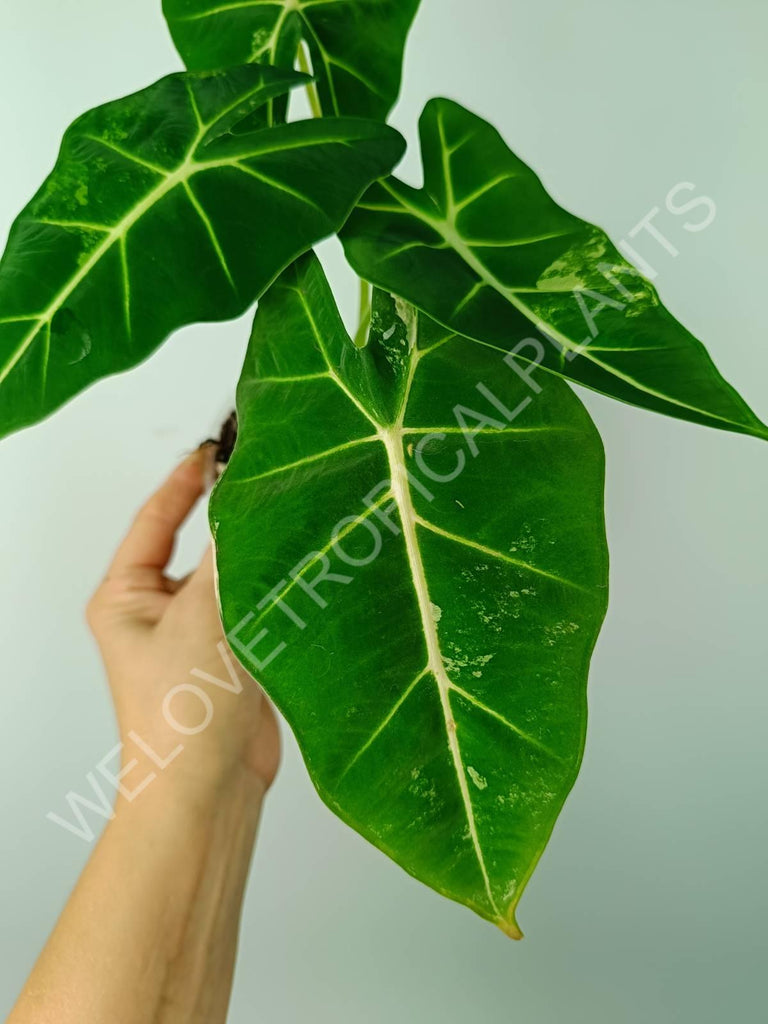 Alocasia micholitziana frydek variegata