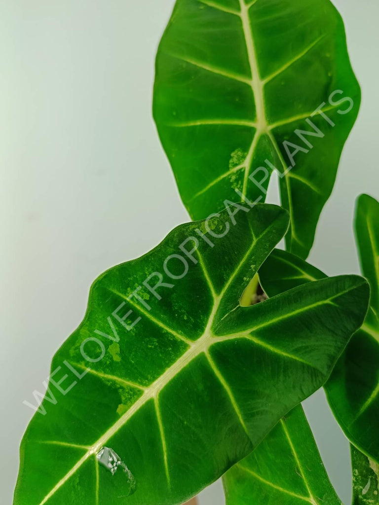 Alocasia micholitziana frydek variegata