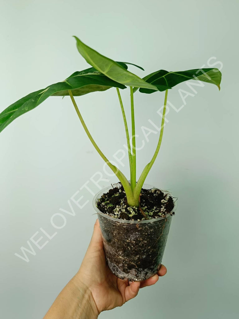 Alocasia micholitziana frydek variegata