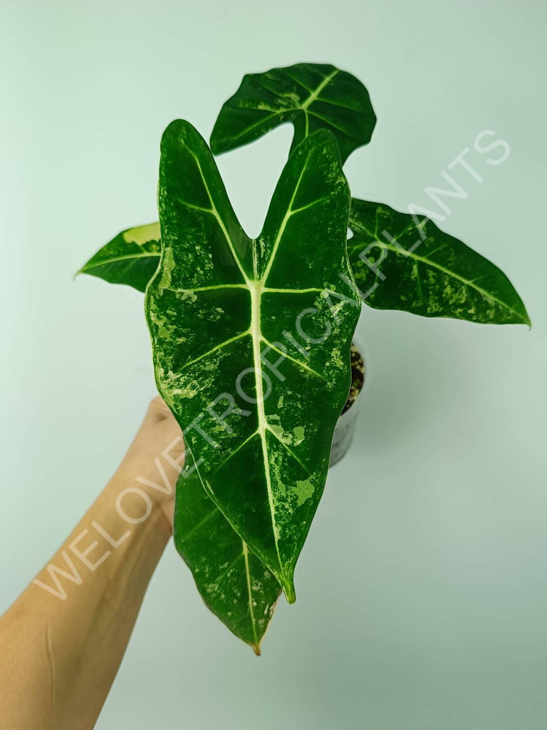 Alocasia micholitziana frydek variegata