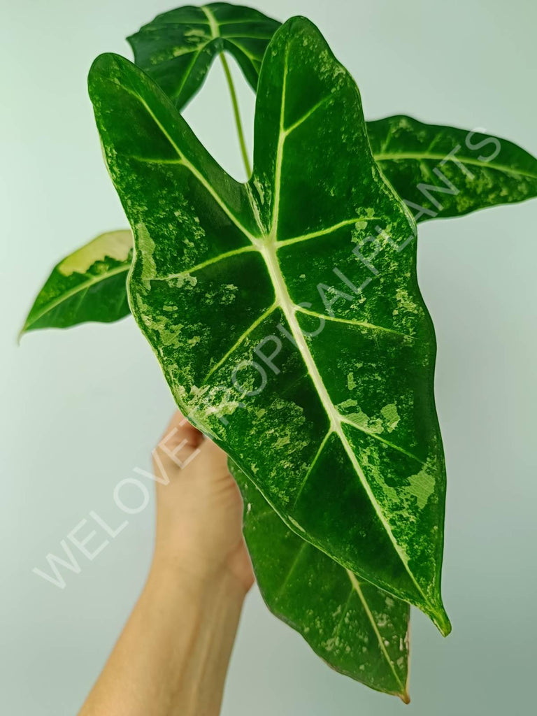 Alocasia micholitziana frydek variegata