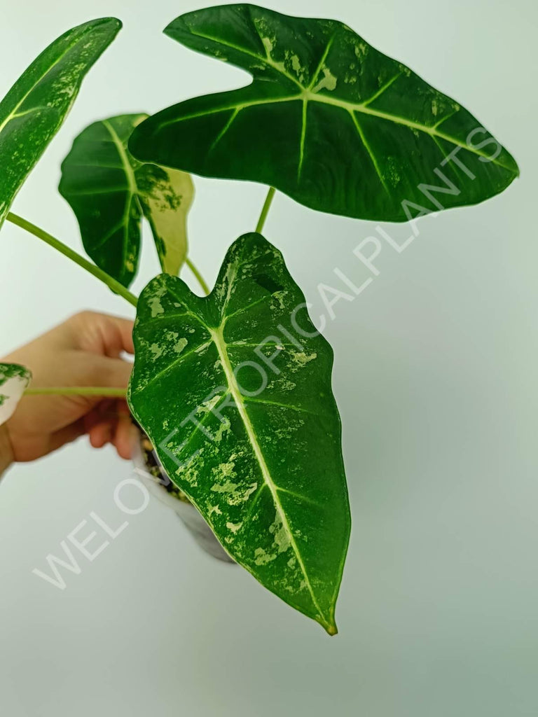 Alocasia micholitziana frydek variegata