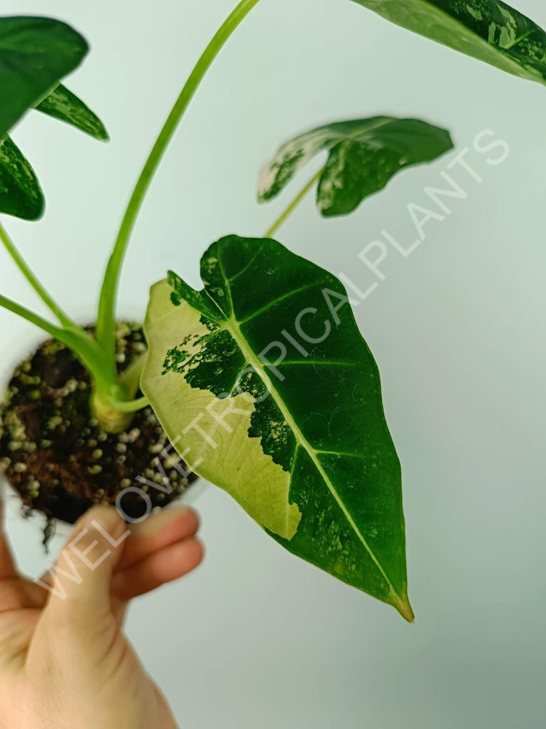 Alocasia micholitziana frydek variegata