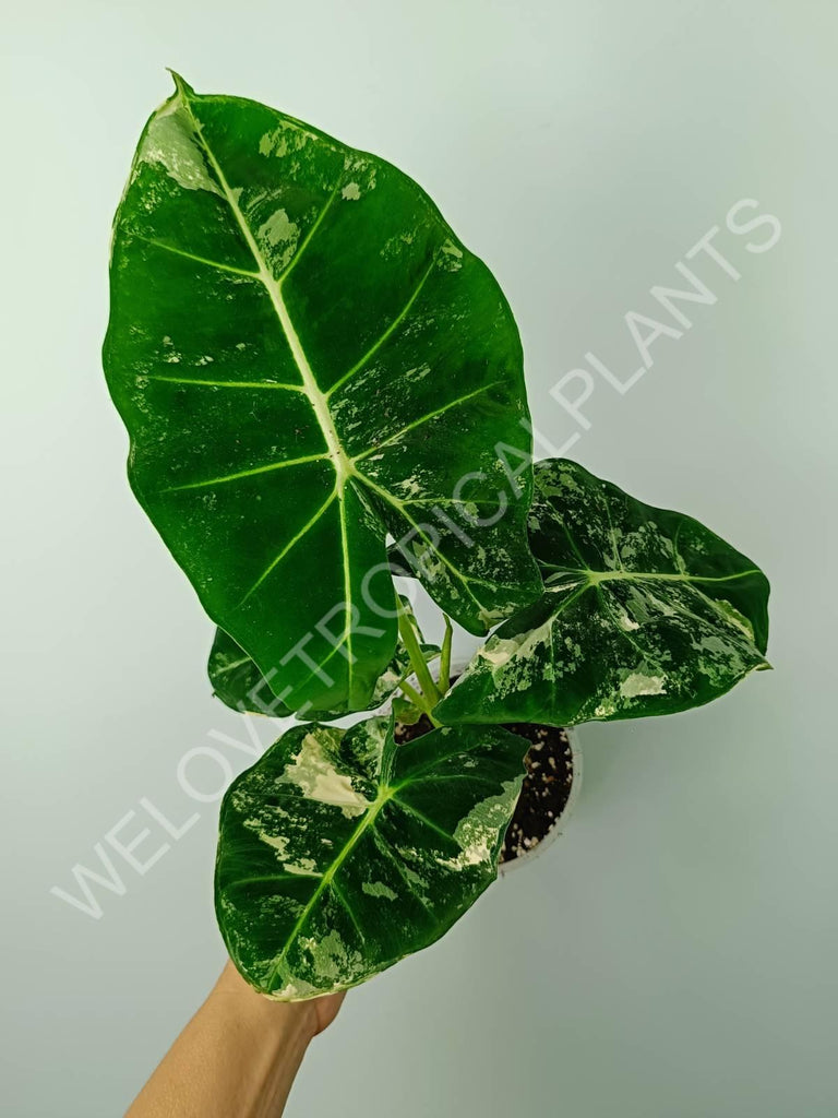 Alocasia micholitziana frydek variegata