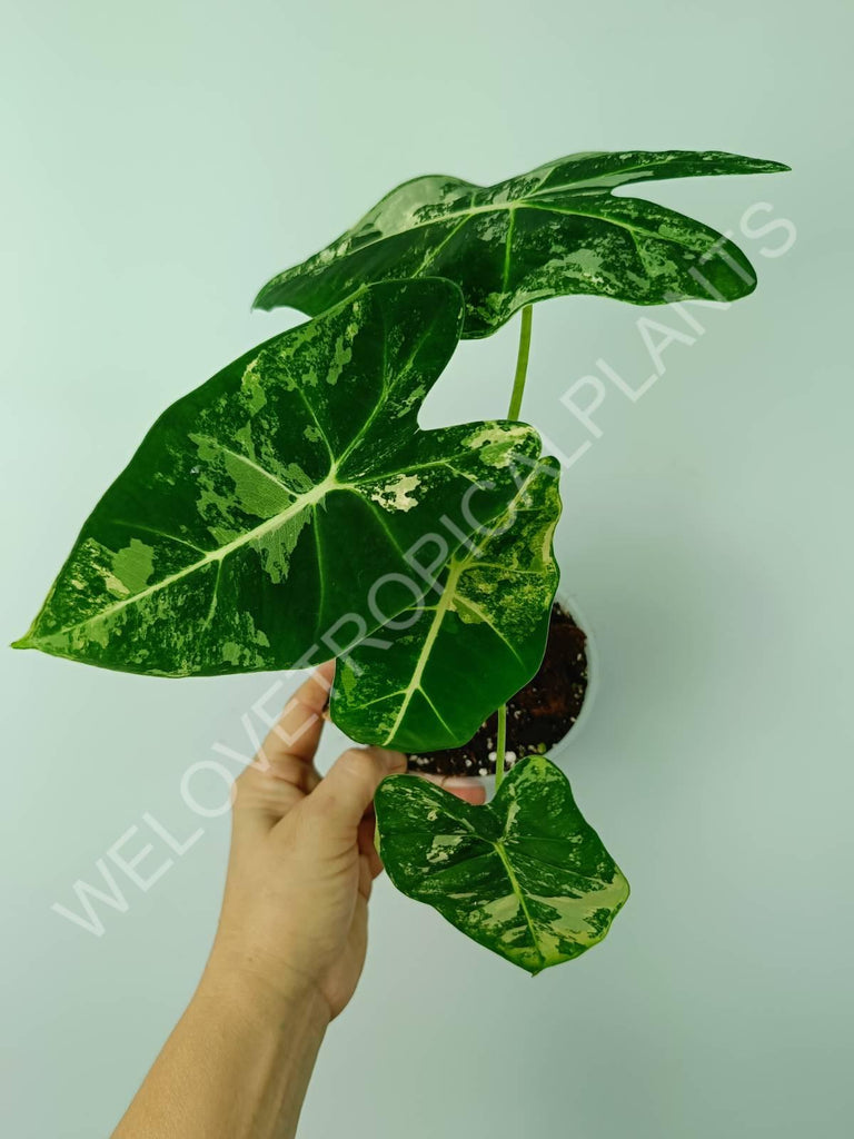 Alocasia micholitziana frydek variegata