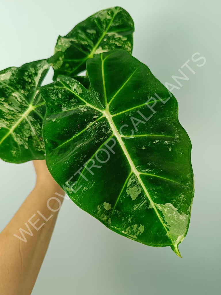 Alocasia micholitziana frydek variegata