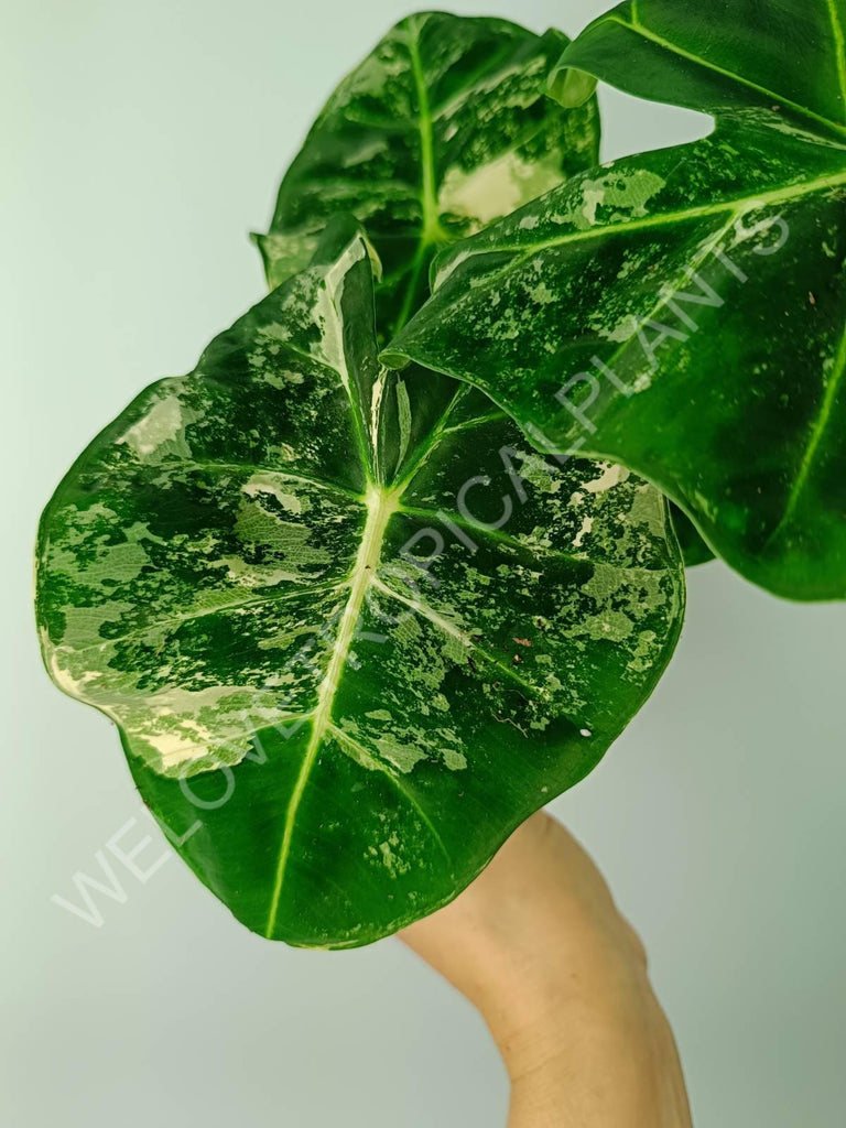 Alocasia micholitziana frydek variegata