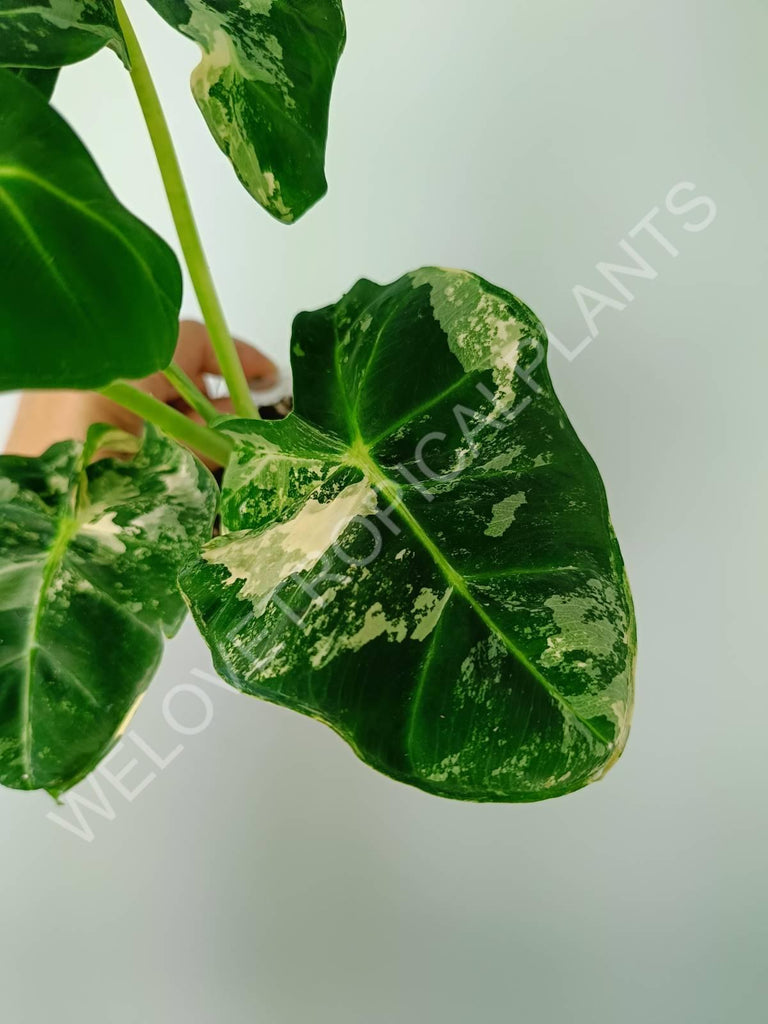 Alocasia micholitziana frydek variegata