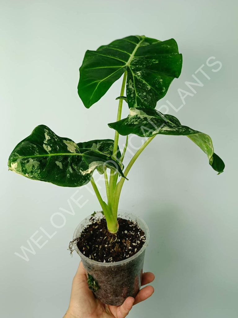 Alocasia micholitziana frydek variegata