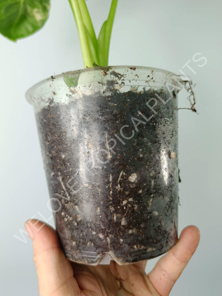 Alocasia micholitziana frydek variegata