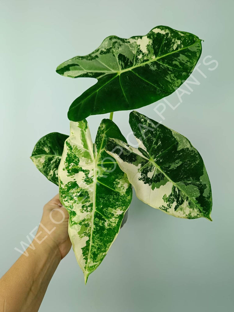 Alocasia micholitziana frydek variegata