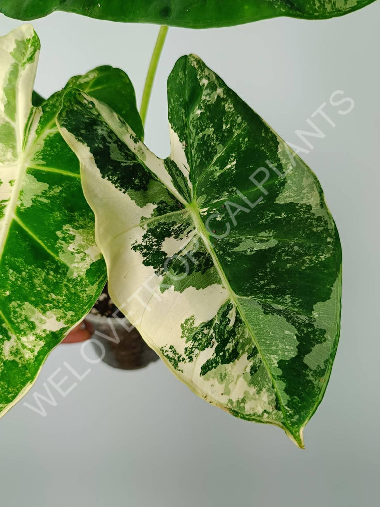 Alocasia micholitziana frydek variegata