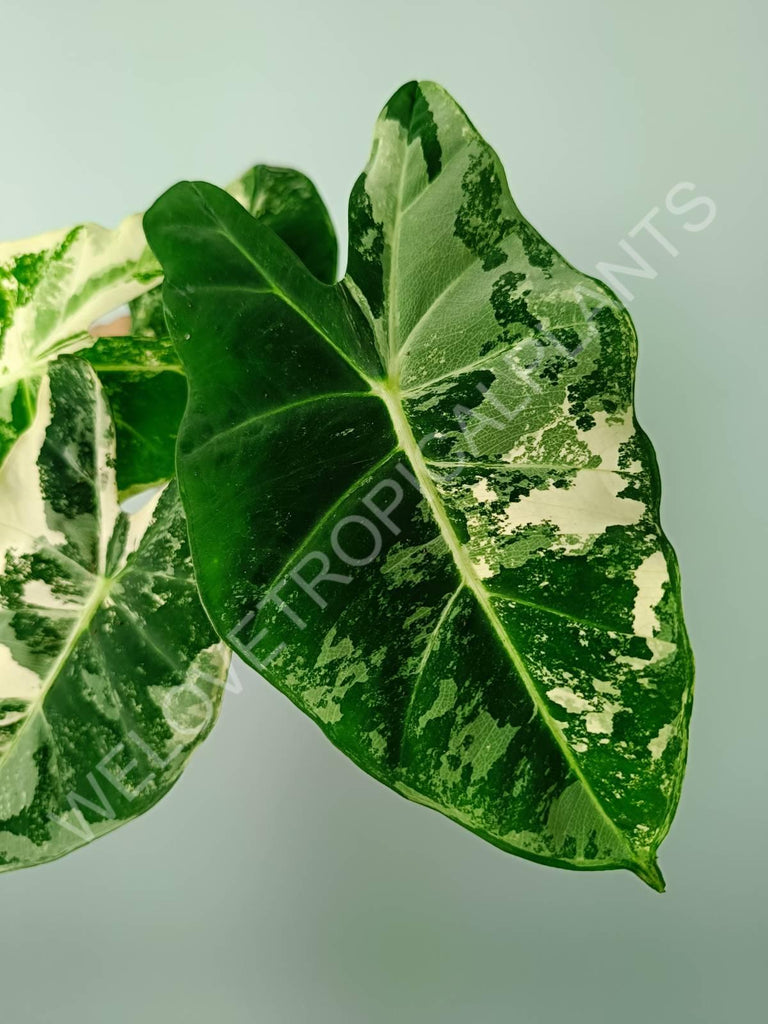 Alocasia micholitziana frydek variegata