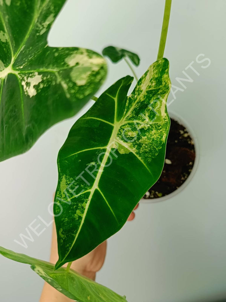 Alocasia micholitziana frydek variegata