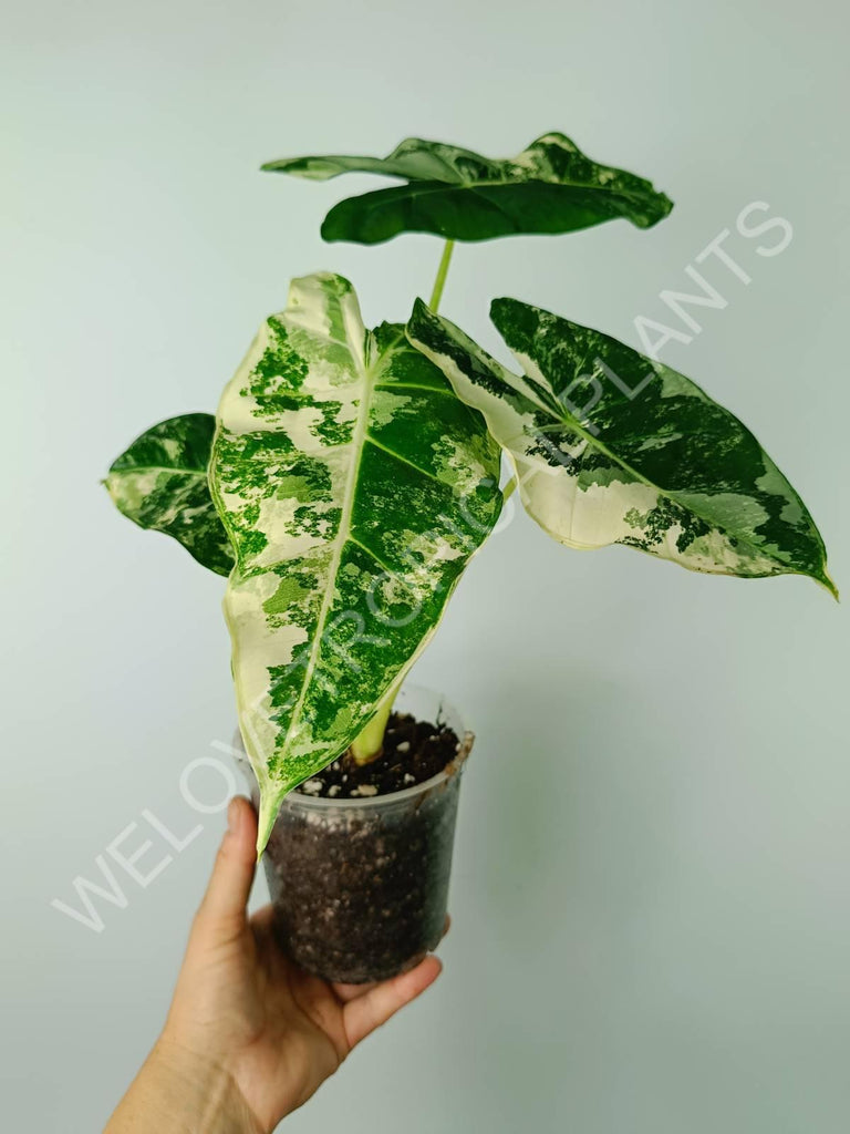 Alocasia micholitziana frydek variegata