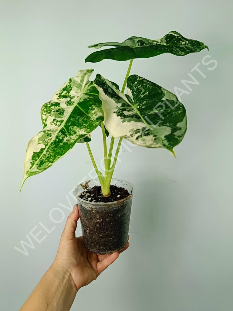 Alocasia micholitziana frydek variegata