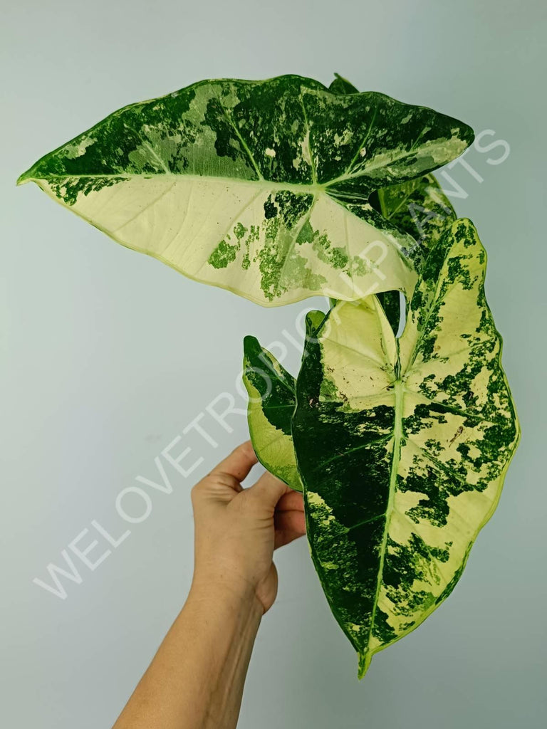 Alocasia micholitziana frydek variegata