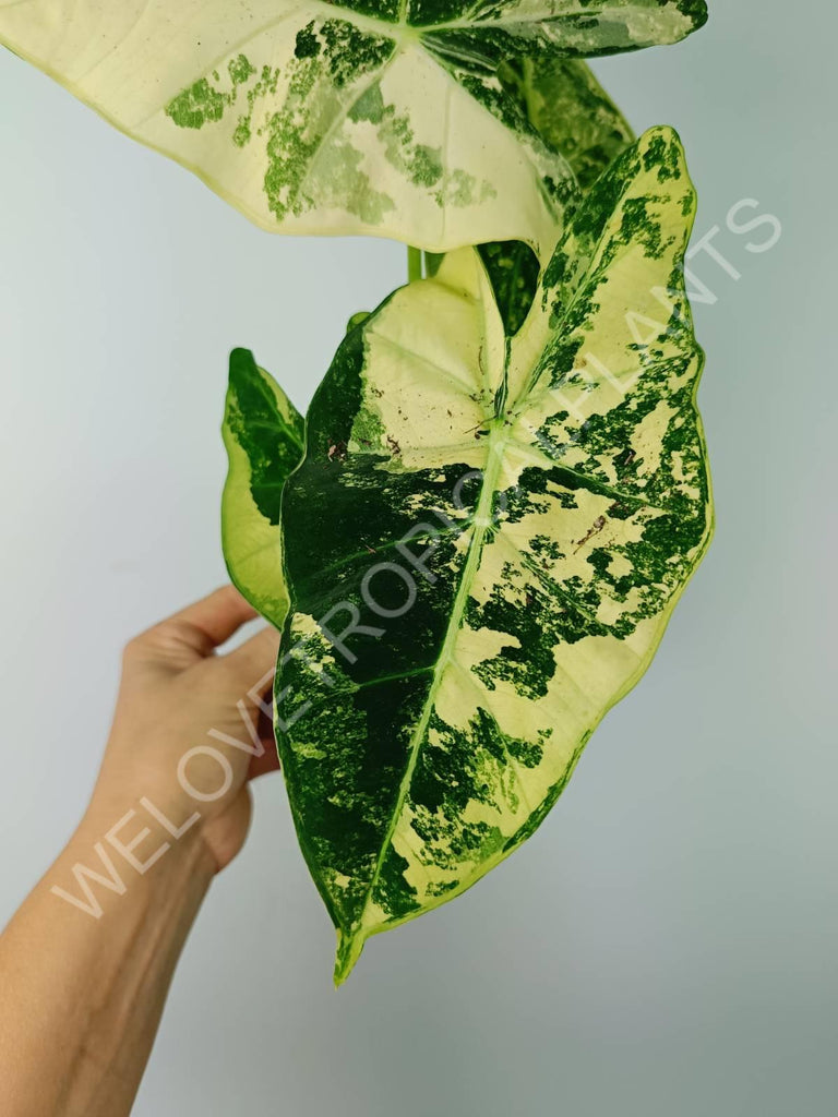 Alocasia micholitziana frydek variegata